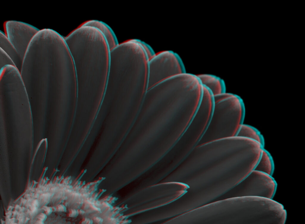 Red and cyan stereoscopic close-up of flower petals against a black background